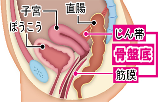 正常の解剖