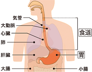 食道と胃の位置